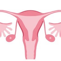 uterus-ovary-dissection-anatomy-thumbnail
